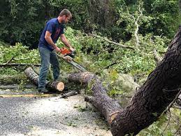 Best Storm Damage Tree Cleanup  in Beacon, NY