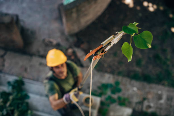 Best Leaf Removal  in Beacon, NY