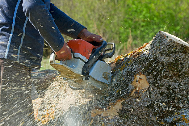 Seasonal Cleanup (Spring/Fall) in Beacon, NY