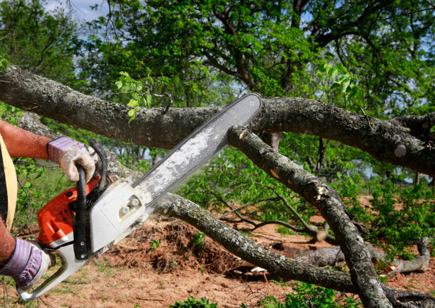 Best Root Management and Removal  in Beacon, NY